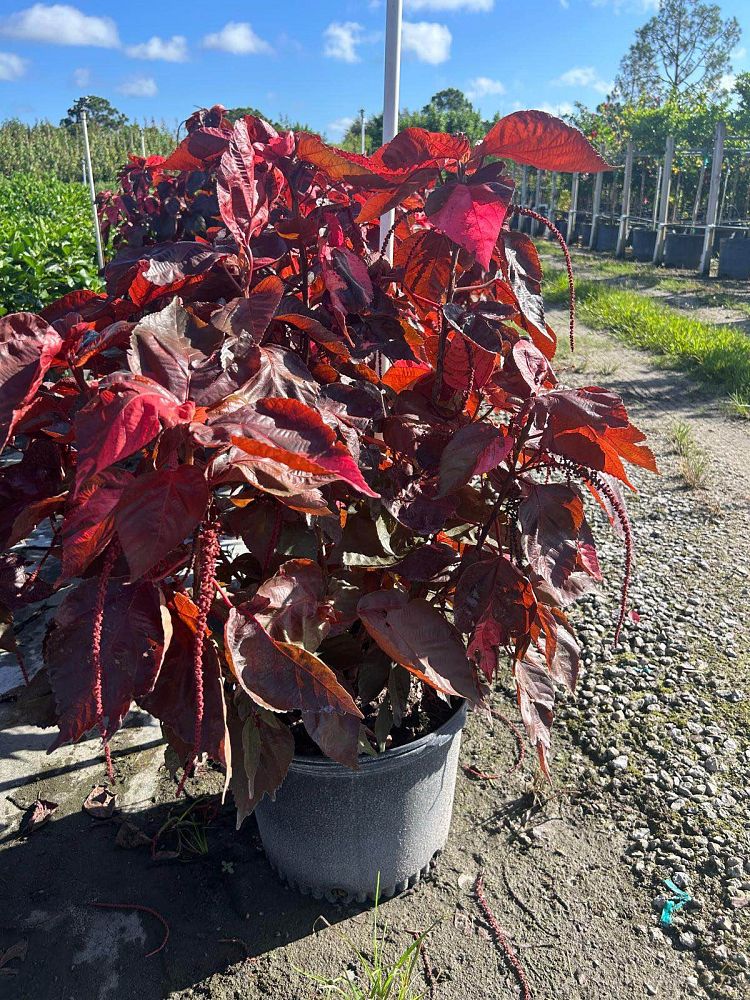 acalypha-wilkesiana-louisiana-red-copperleaf