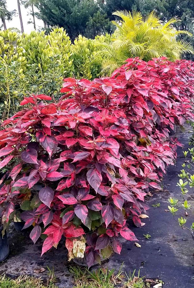 acalypha-wilkesiana-louisiana-red-copperleaf