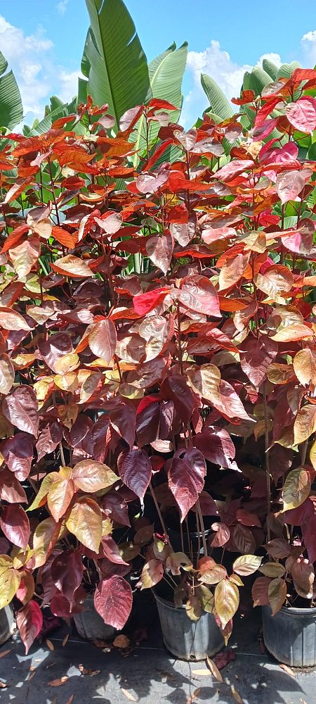 acalypha-wilkesiana-louisiana-red-copperleaf