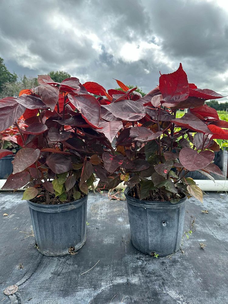 acalypha-wilkesiana-louisiana-red-copperleaf