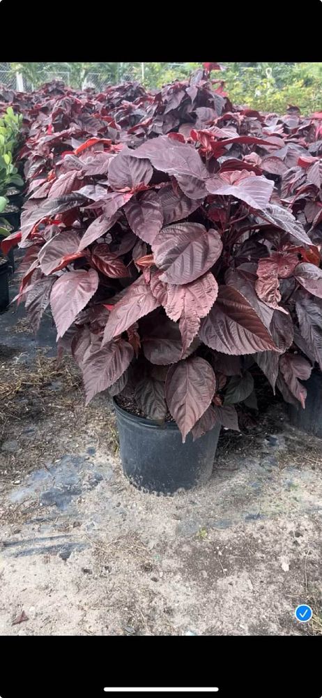 acalypha-wilkesiana-louisiana-red-copperleaf
