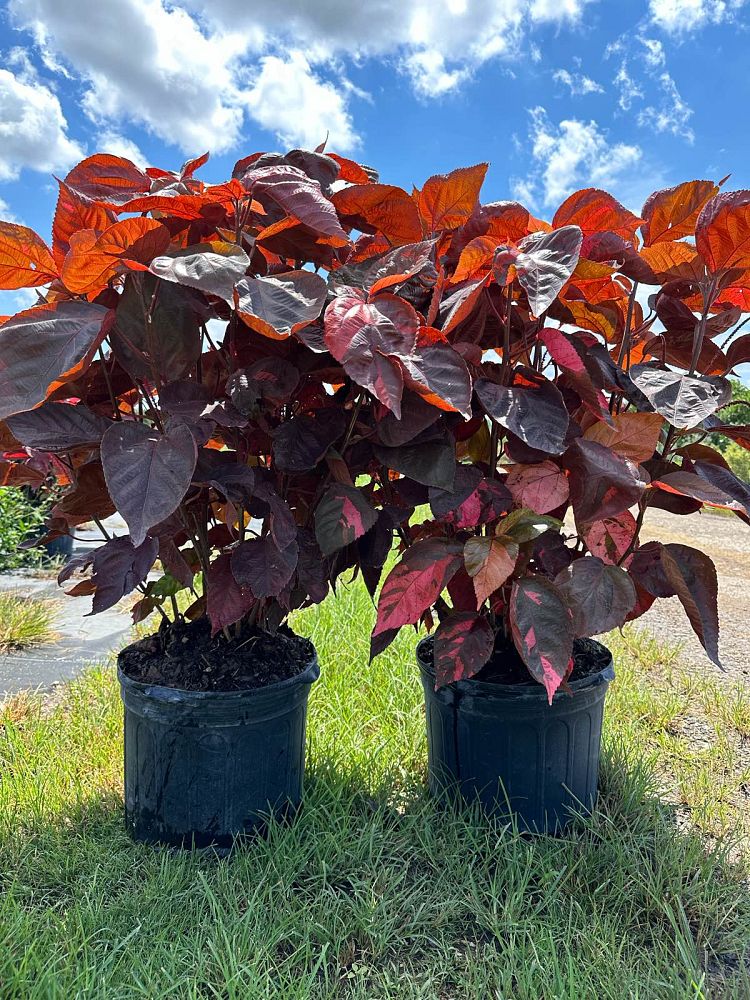 acalypha-wilkesiana-louisiana-red-copperleaf