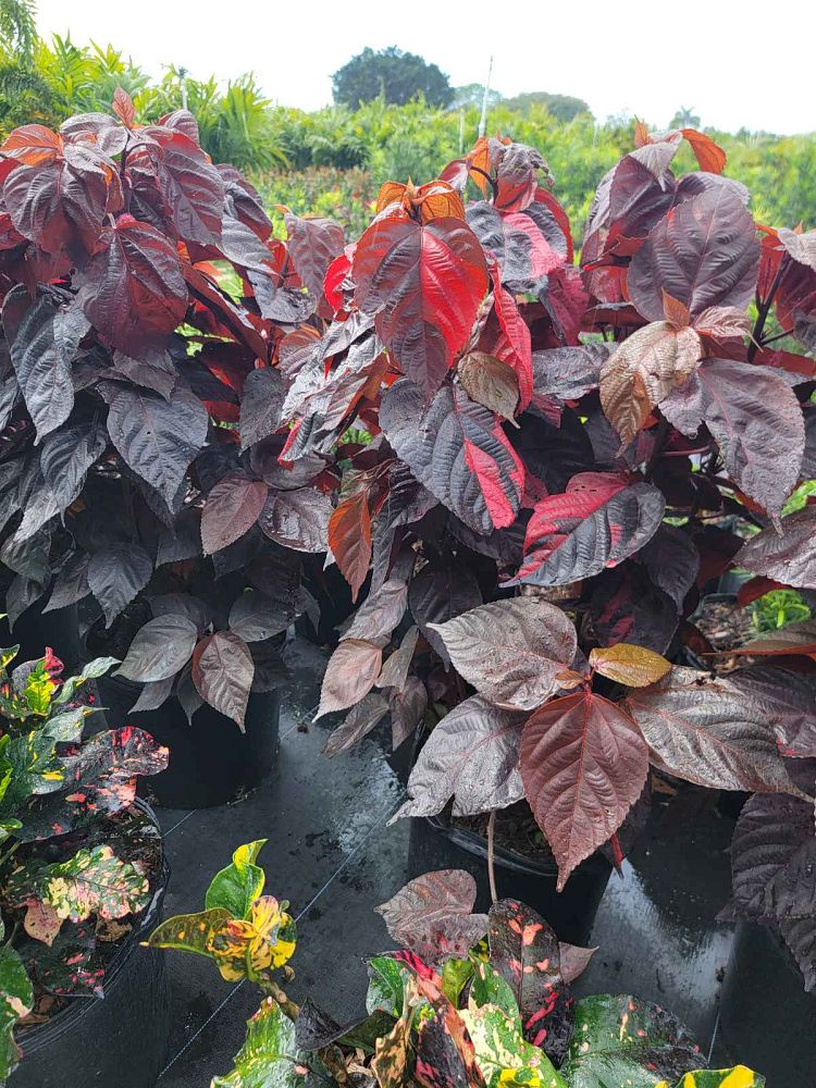 acalypha-wilkesiana-louisiana-red-copperleaf