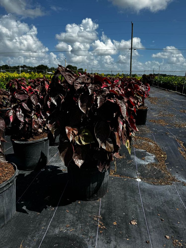 acalypha-wilkesiana-louisiana-red-copperleaf