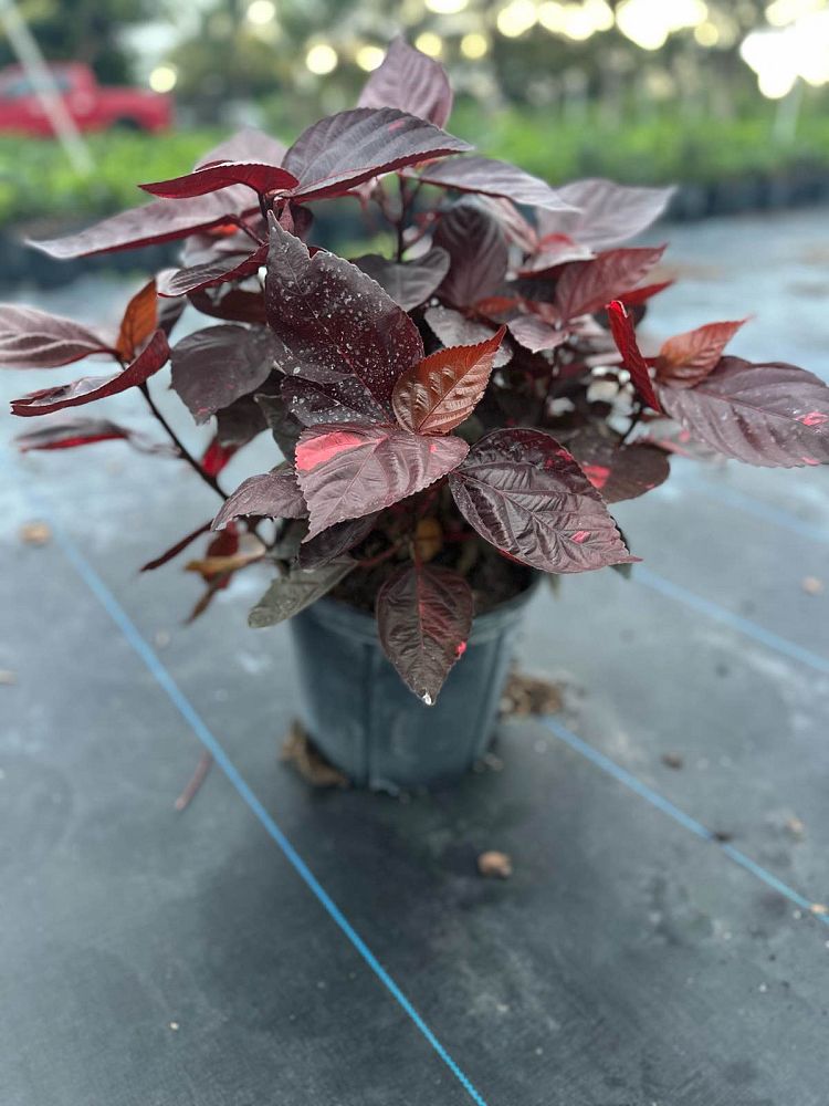 acalypha-wilkesiana-louisiana-red-copperleaf