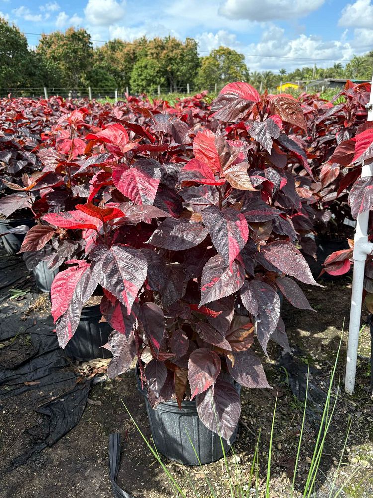 acalypha-wilkesiana-louisiana-red-copperleaf