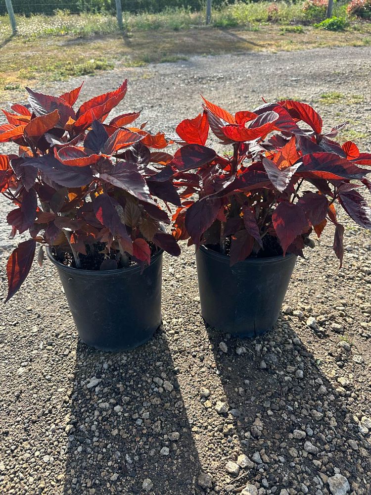 acalypha-wilkesiana-louisiana-red-copperleaf