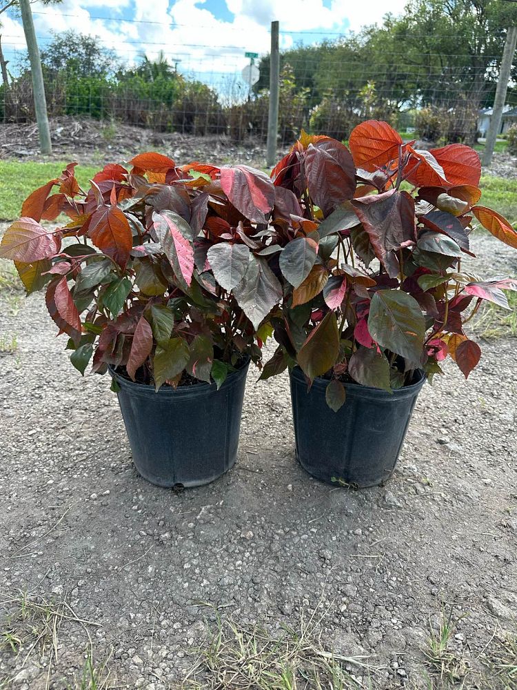acalypha-wilkesiana-louisiana-red-copperleaf