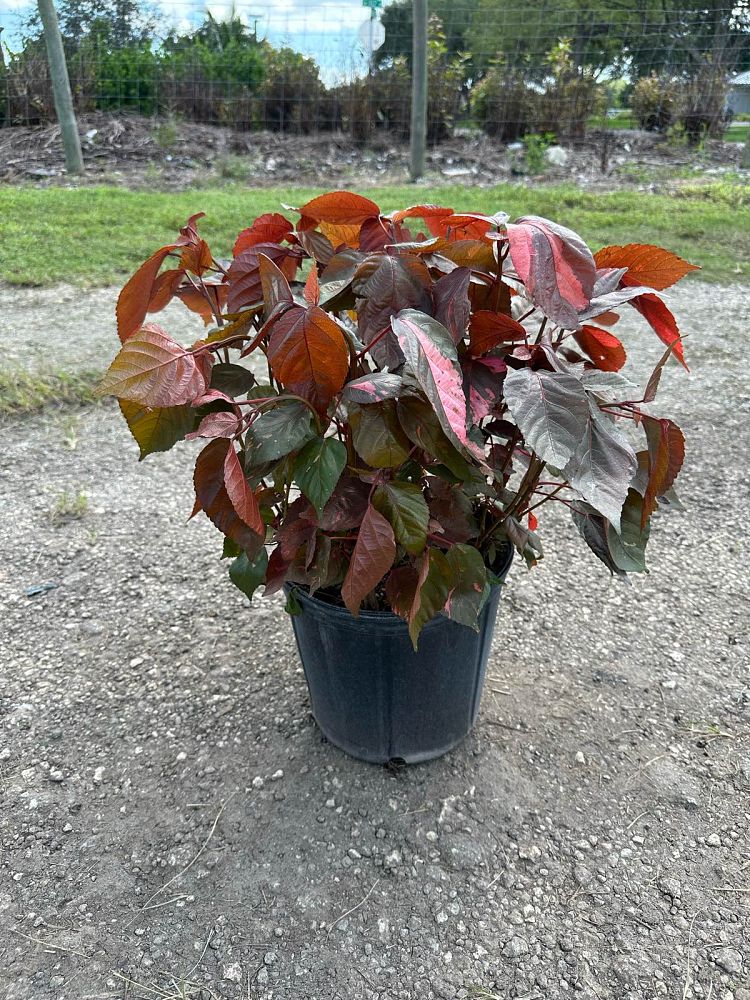 acalypha-wilkesiana-louisiana-red-copperleaf