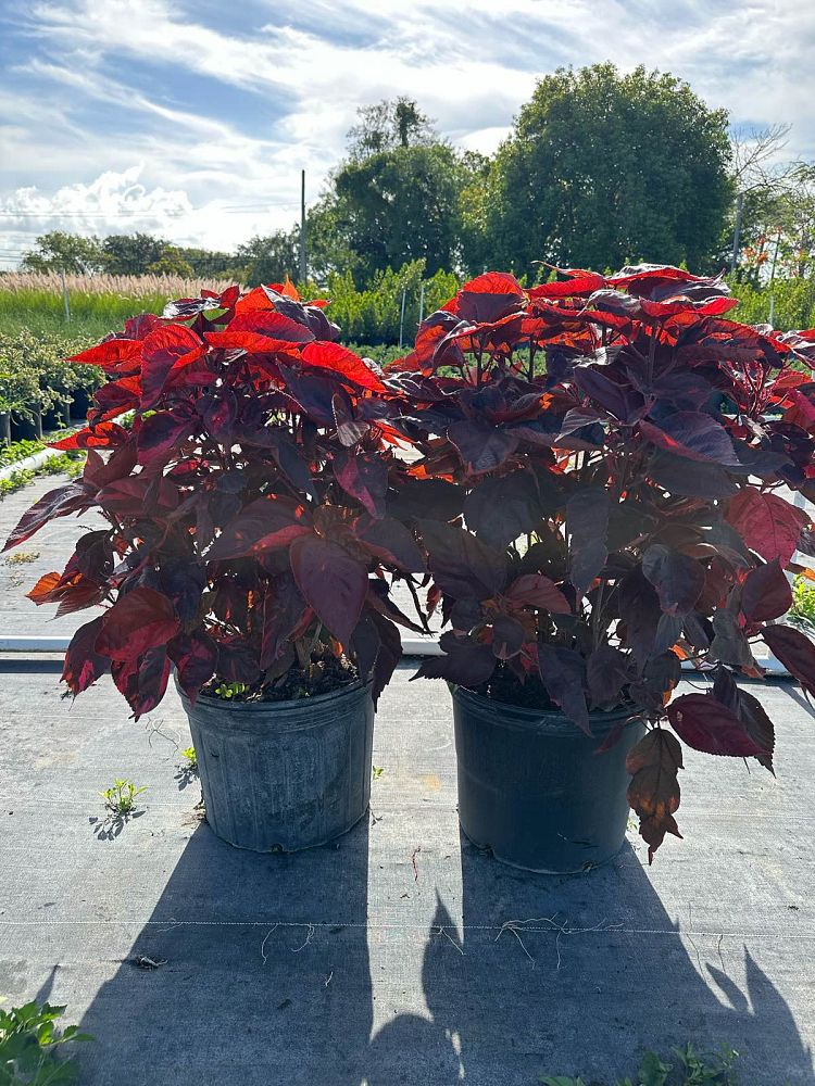 acalypha-wilkesiana-louisiana-red-copperleaf