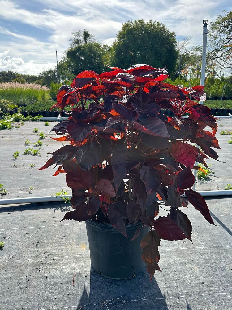 acalypha-wilkesiana-louisiana-red-copperleaf