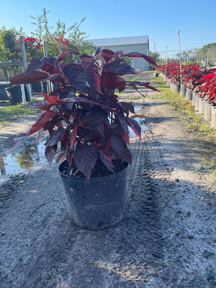 acalypha-wilkesiana-louisiana-red-copperleaf