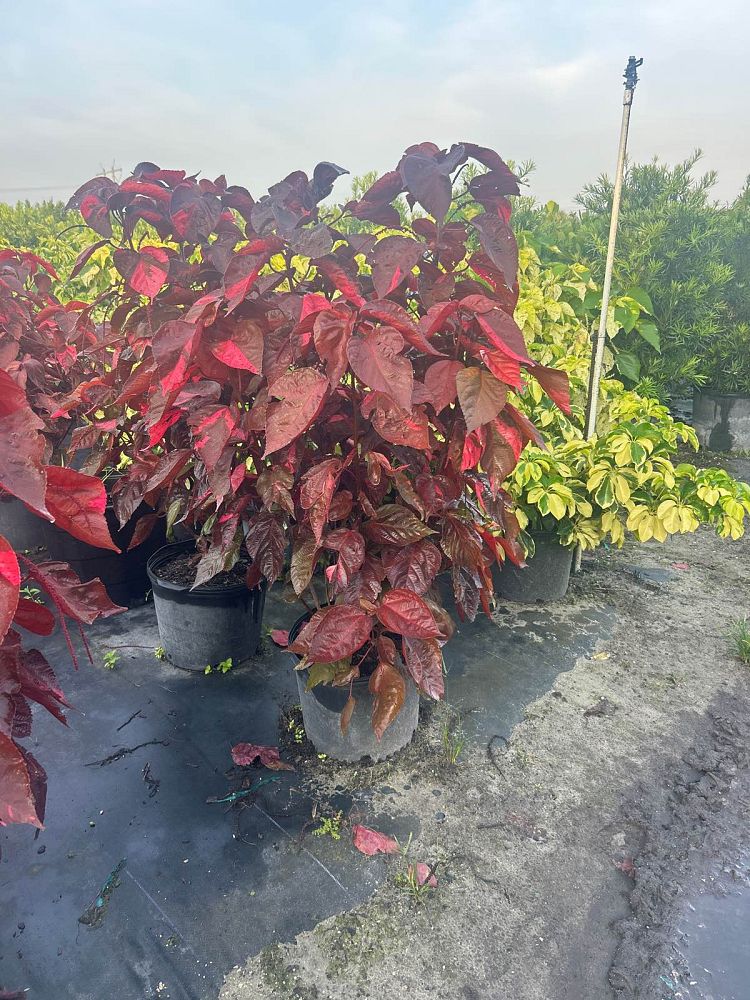 acalypha-wilkesiana-louisiana-red-copperleaf