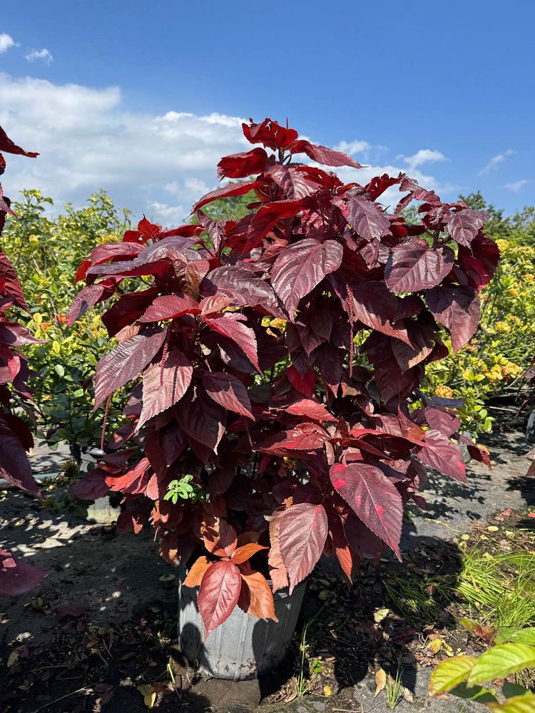 acalypha-wilkesiana-louisiana-red-copperleaf