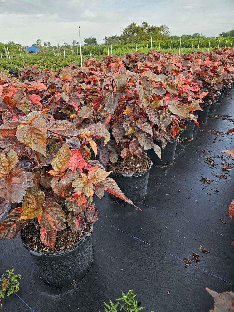 acalypha-wilkesiana-louisiana-red-copperleaf