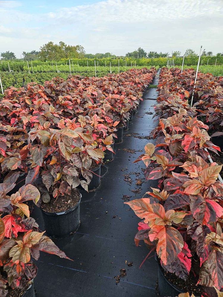 acalypha-wilkesiana-louisiana-red-copperleaf
