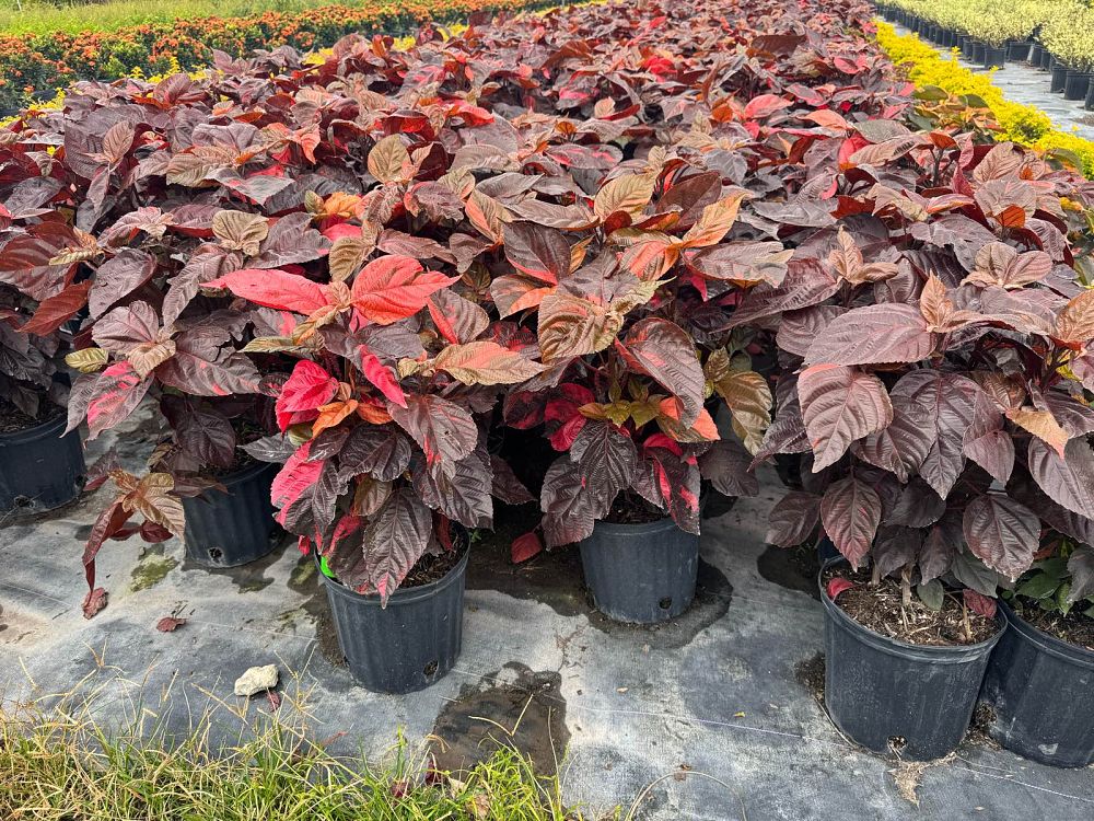 acalypha-wilkesiana-louisiana-red-copperleaf