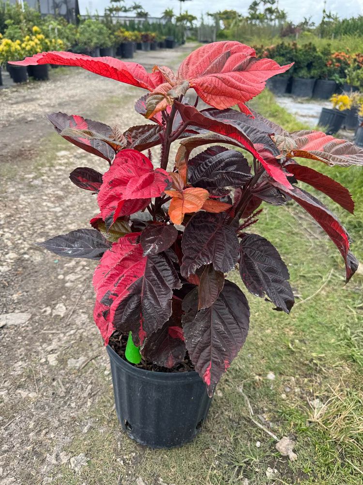 acalypha-wilkesiana-louisiana-red-copperleaf