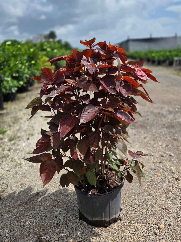 acalypha-wilkesiana-louisiana-red-copperleaf