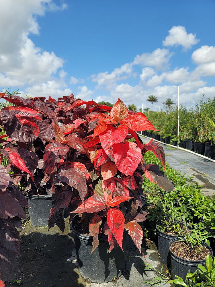 acalypha-wilkesiana-louisiana-red-copperleaf