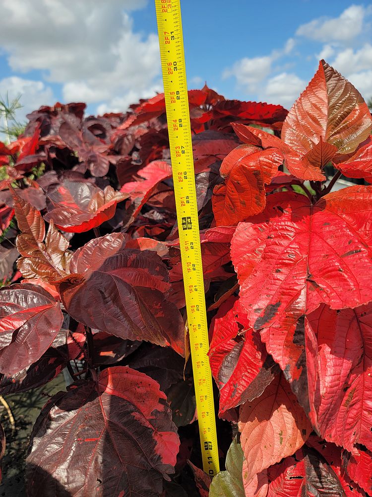 acalypha-wilkesiana-louisiana-red-copperleaf