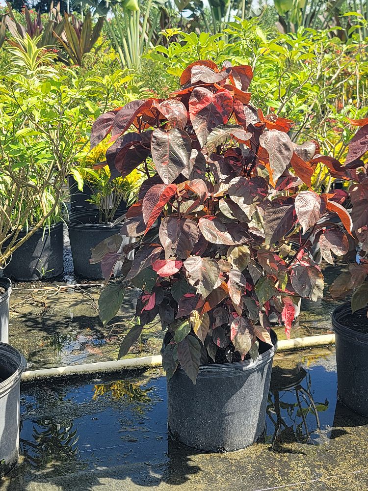acalypha-wilkesiana-louisiana-red-copperleaf
