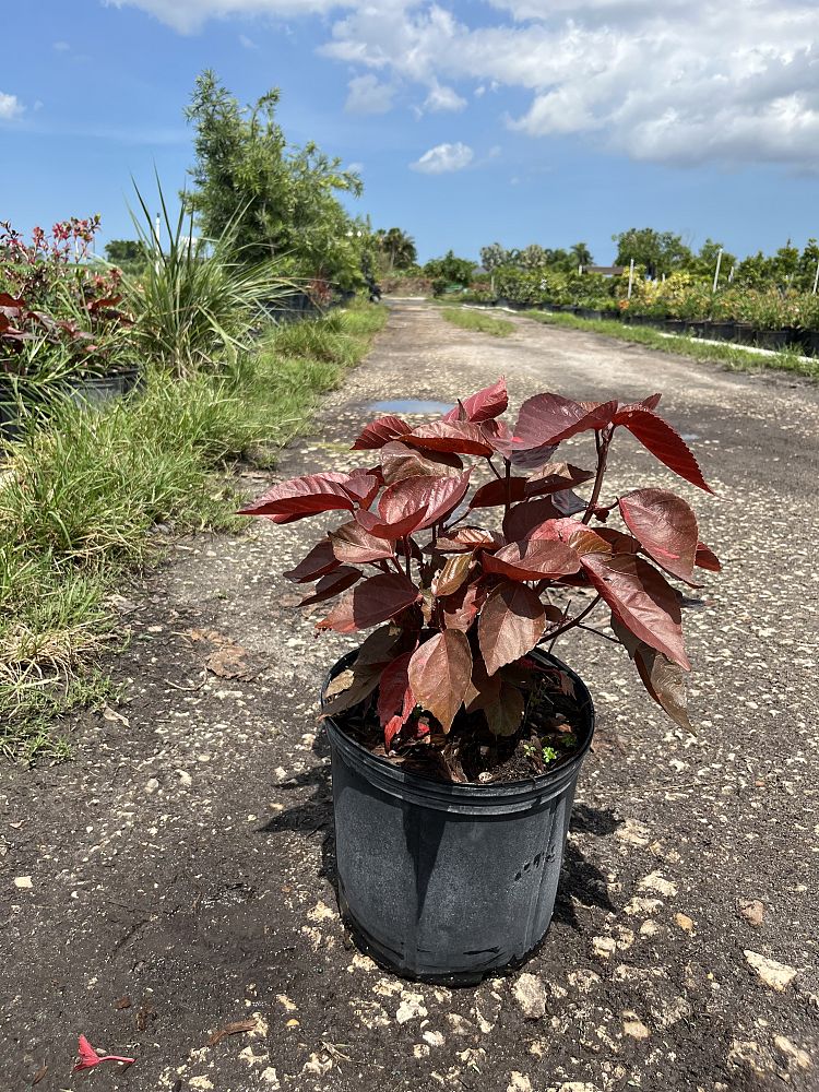 acalypha-wilkesiana-louisiana-red-copperleaf