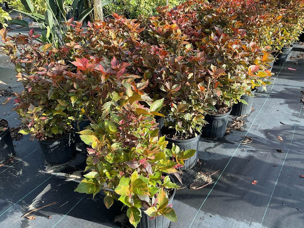 acalypha-wilkesiana-louisiana-red-copperleaf