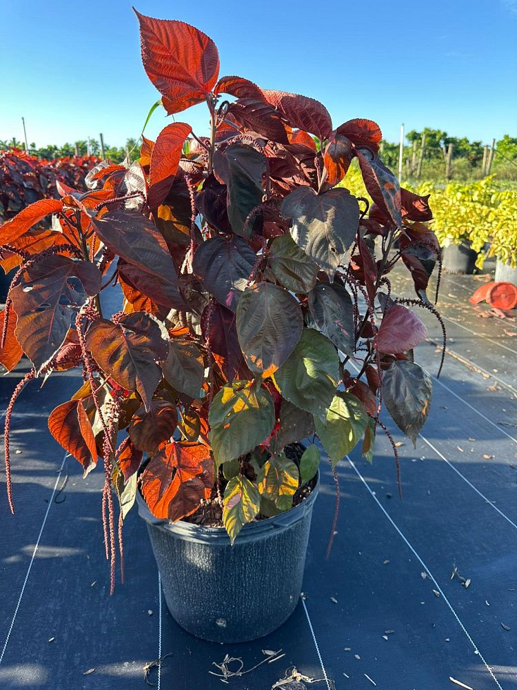 acalypha-wilkesiana-louisiana-red-copperleaf