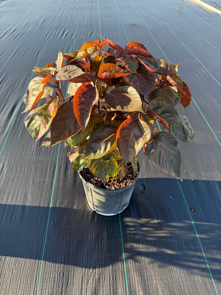 acalypha-wilkesiana-louisiana-red-copperleaf
