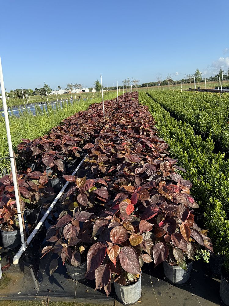 acalypha-wilkesiana-louisiana-red-copperleaf
