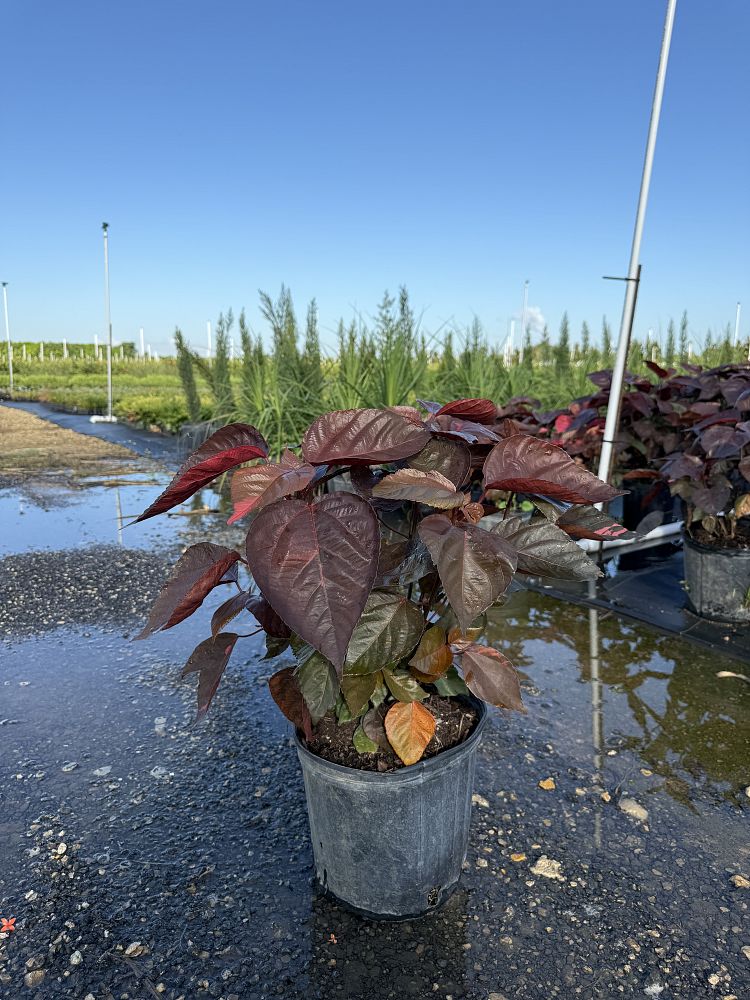 acalypha-wilkesiana-louisiana-red-copperleaf