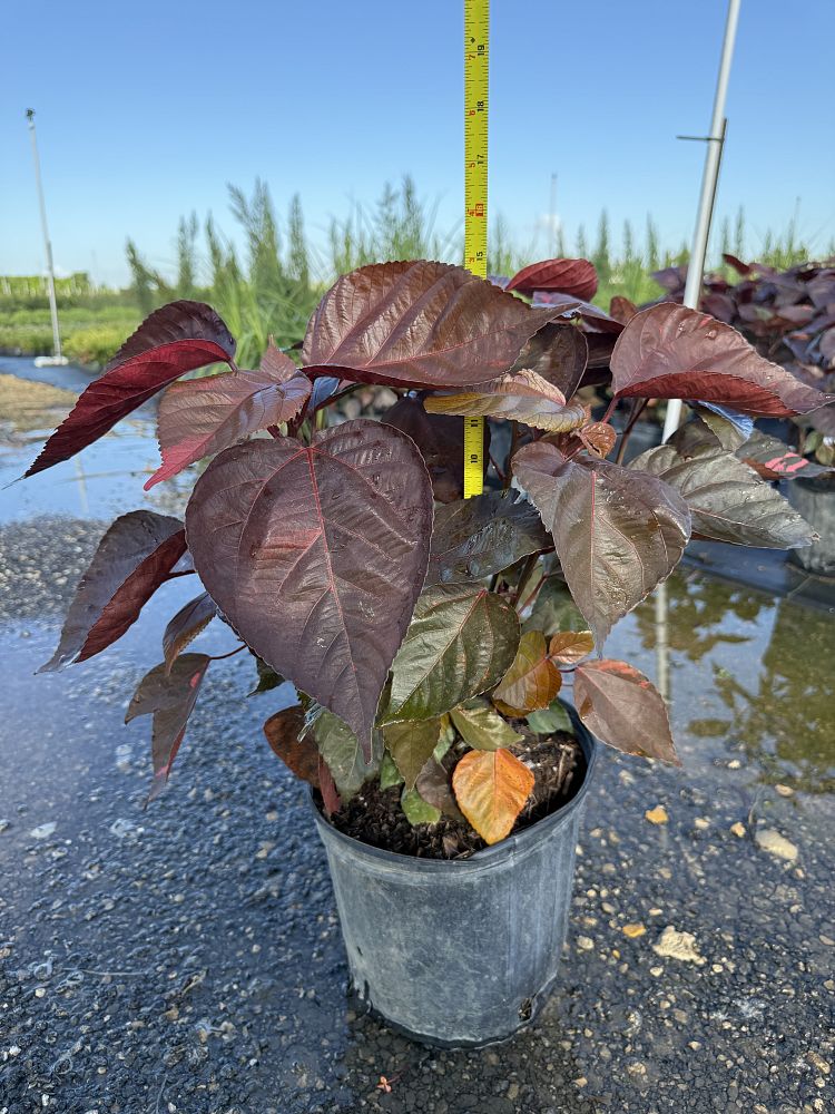 acalypha-wilkesiana-louisiana-red-copperleaf