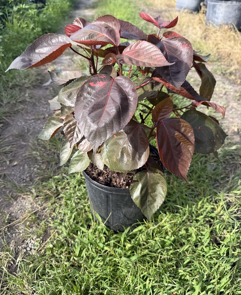 acalypha-wilkesiana-louisiana-red-copperleaf