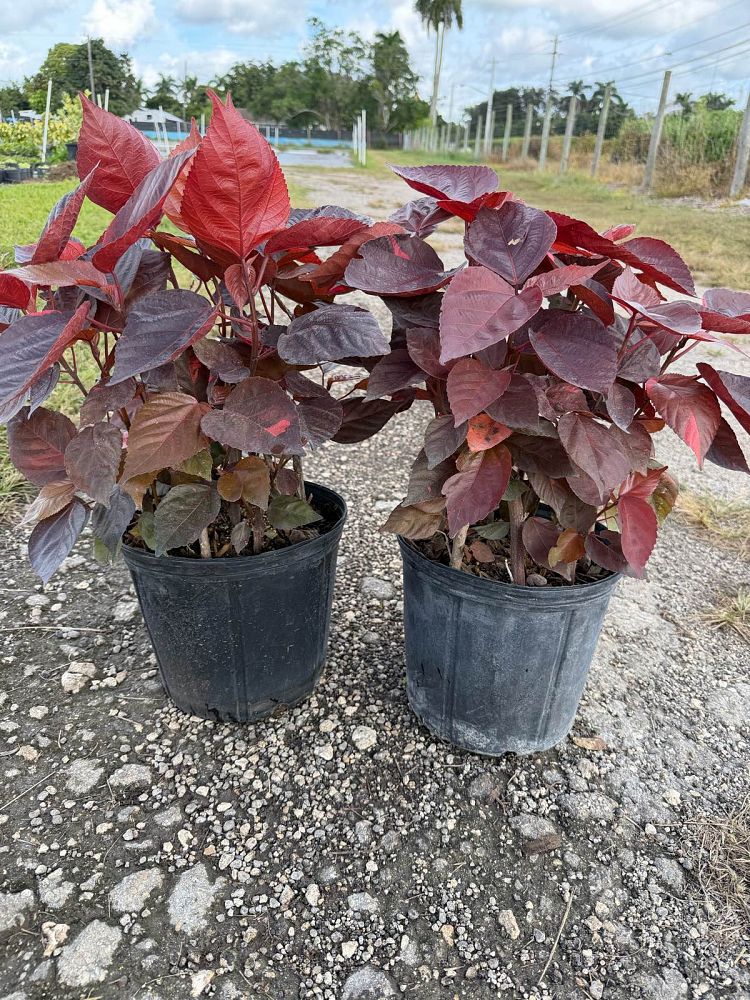 acalypha-wilkesiana-louisiana-red-copperleaf