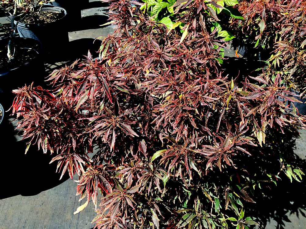 acalypha-wilkesiana-mardi-gras-copperleaf