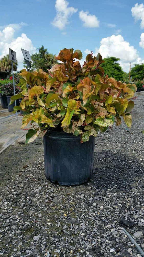 acalypha-wilkesiana-mardi-gras-copperleaf