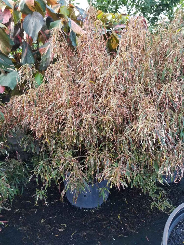 acalypha-wilkesiana-mardi-gras-copperleaf