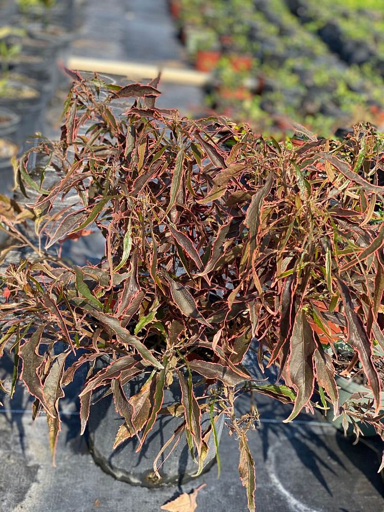 acalypha-wilkesiana-mardi-gras-copperleaf