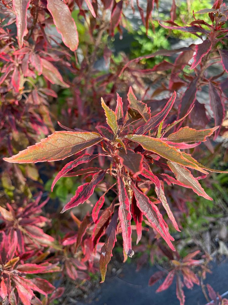 acalypha-wilkesiana-mardi-gras-copperleaf