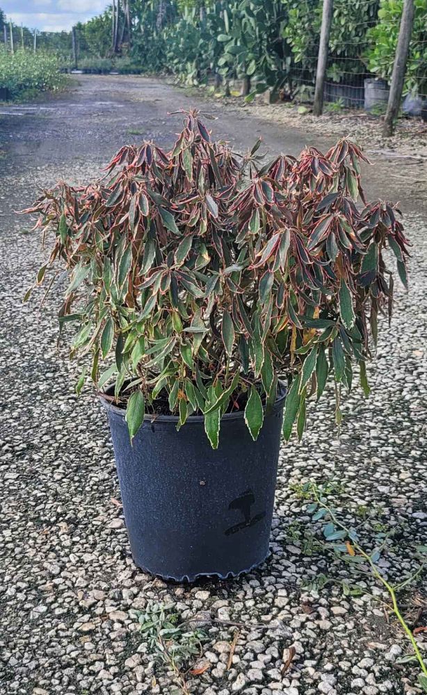 acalypha-wilkesiana-mardi-gras-copperleaf