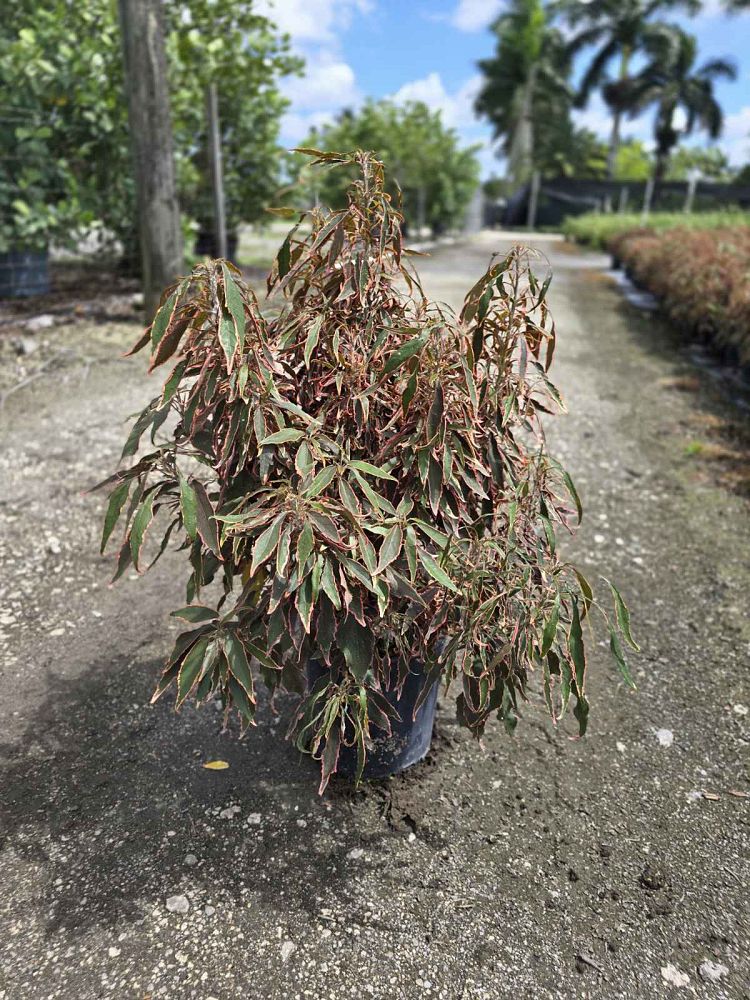 acalypha-wilkesiana-mardi-gras-copperleaf