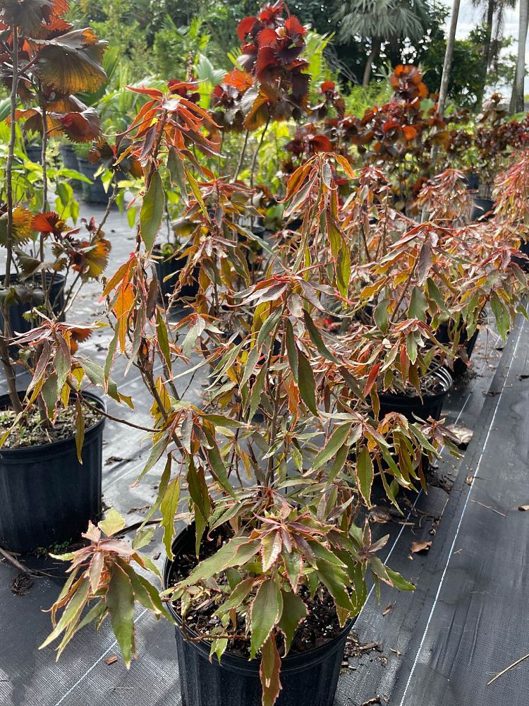 acalypha-wilkesiana-mardi-gras-copperleaf