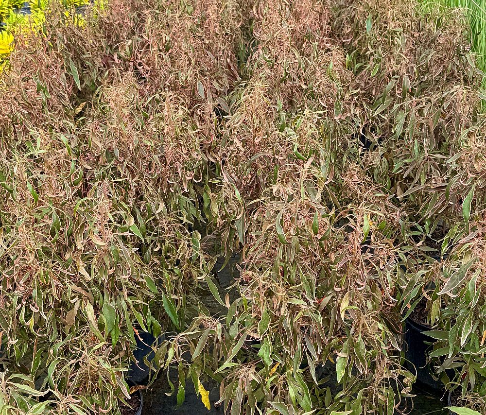 acalypha-wilkesiana-mardi-gras-copperleaf