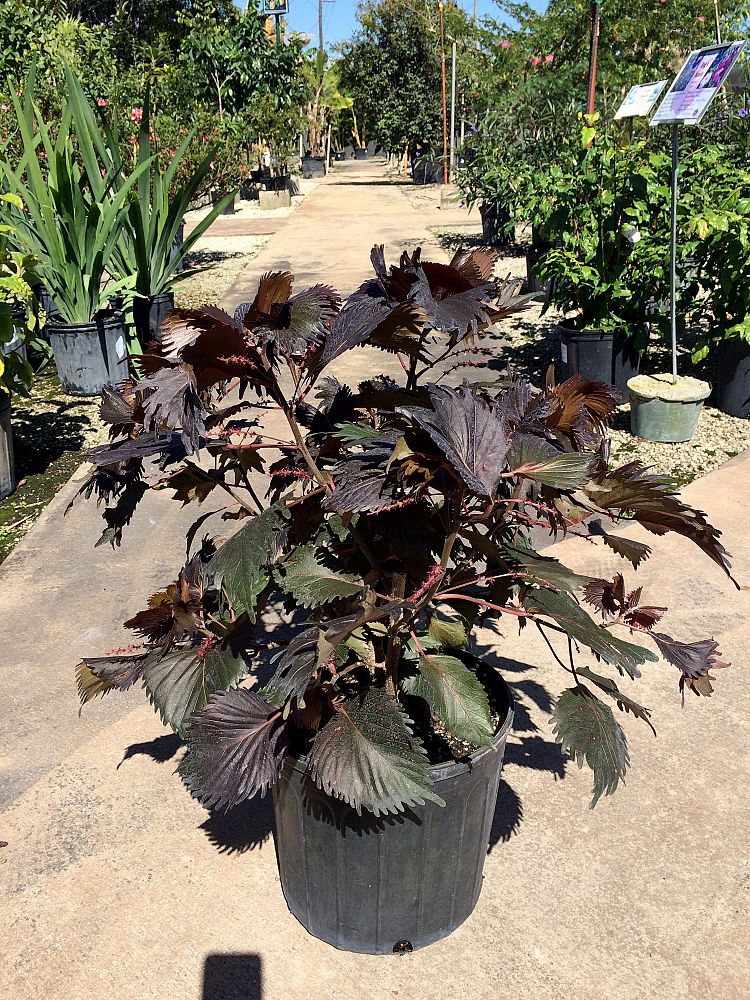 acalypha-wilkesiana-moorea-copperleaf
