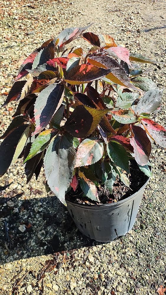 acalypha-wilkesiana-mosaica-fire-dragon-irish-petticoat-match-me-if-you-can-lance-copperleaf