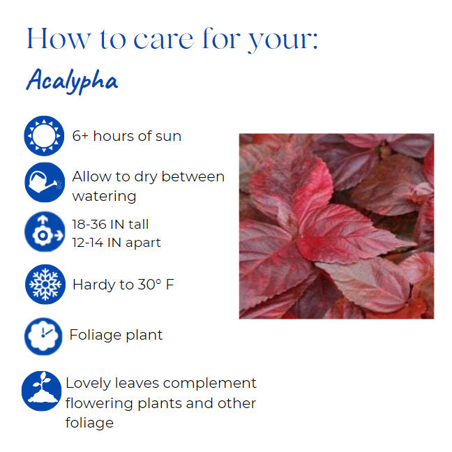 acalypha-wilkesiana-pink-copperleaf