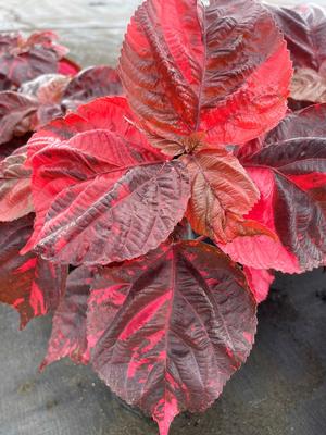acalypha-wilkesiana-pink-copperleaf
