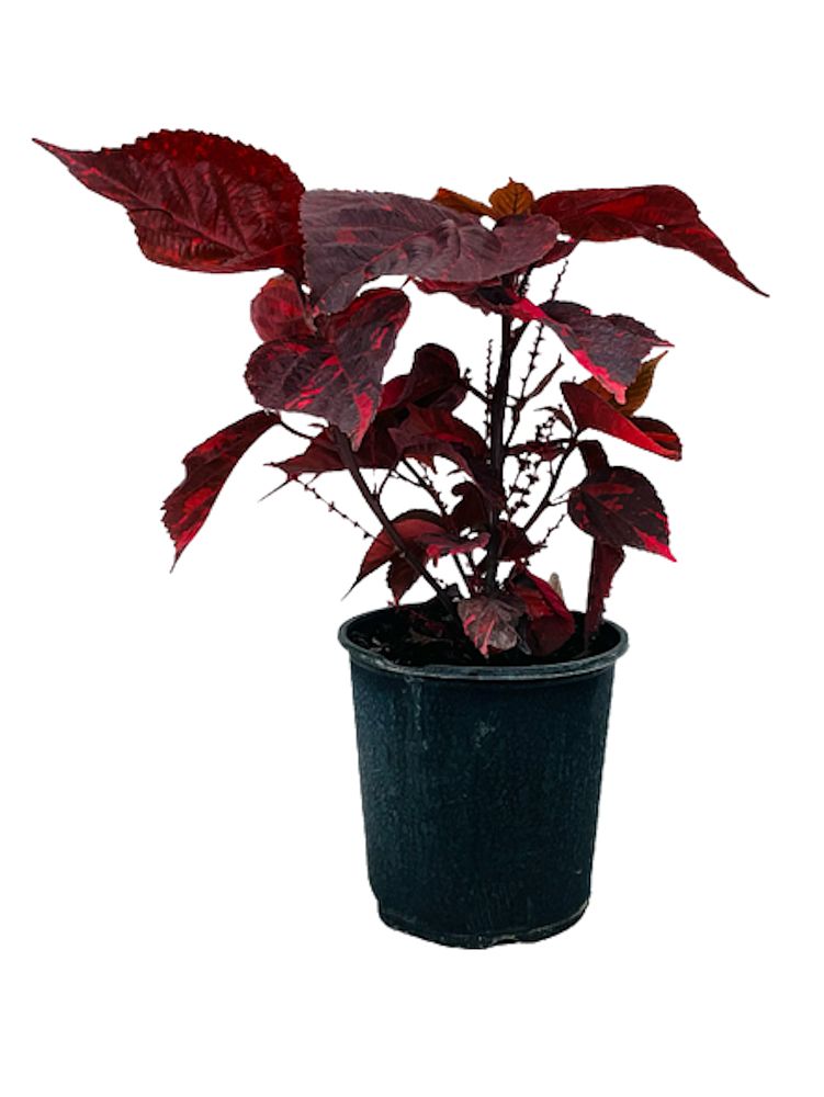 acalypha-wilkesiana-pink-copperleaf