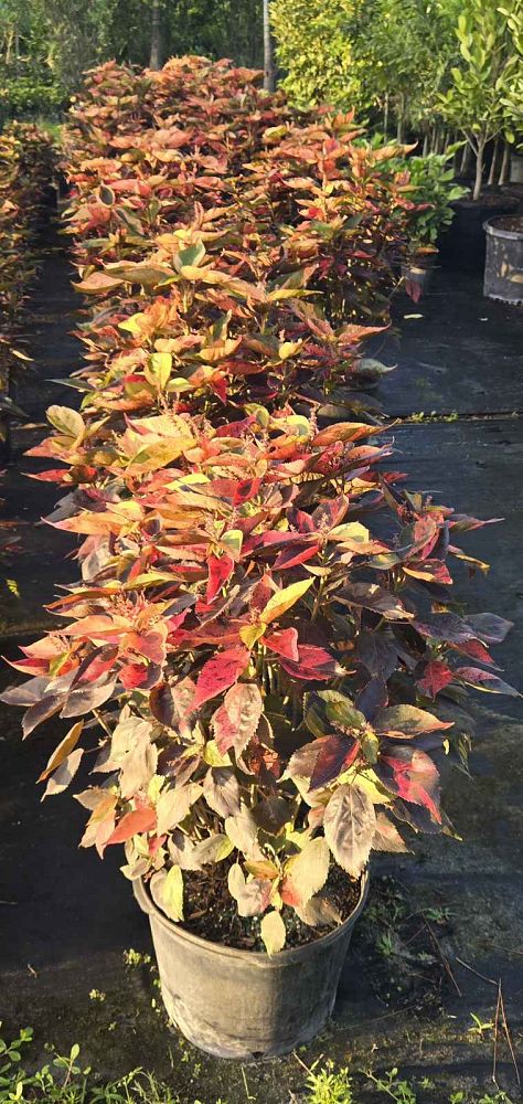 acalypha-wilkesiana-pink-copperleaf